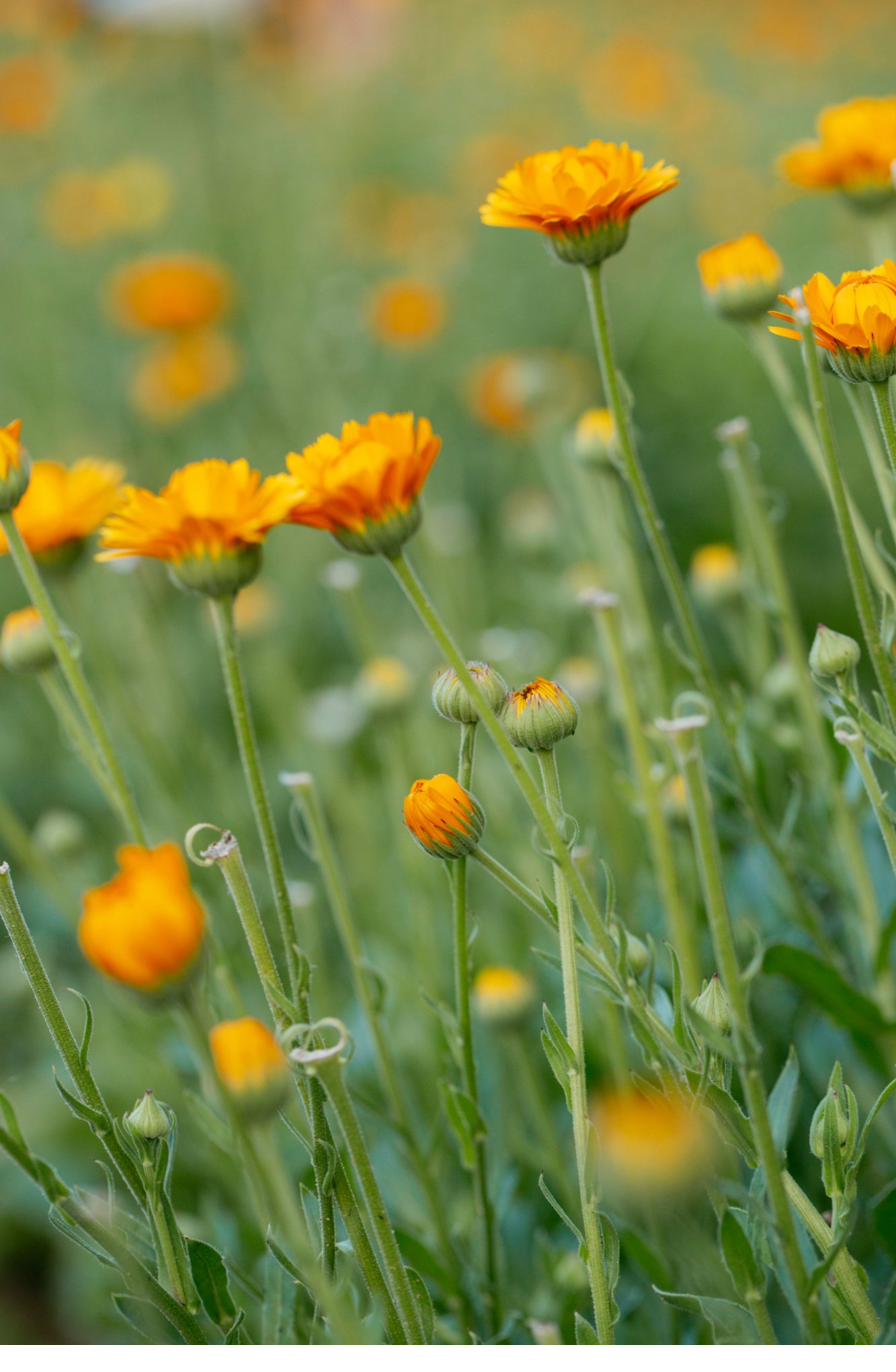 Naturkosmetik und Allergien – Pflanzenextrakte in Nahaufnahme