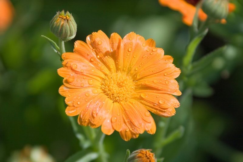 Ringelblume (Calendula) – natürliche Heilpflanze für Naturkosmetik