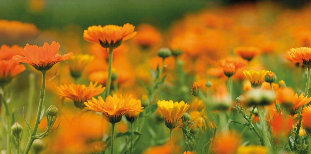 Ringelblume – Calendula officinalis, Symbol für natürliche Pflege